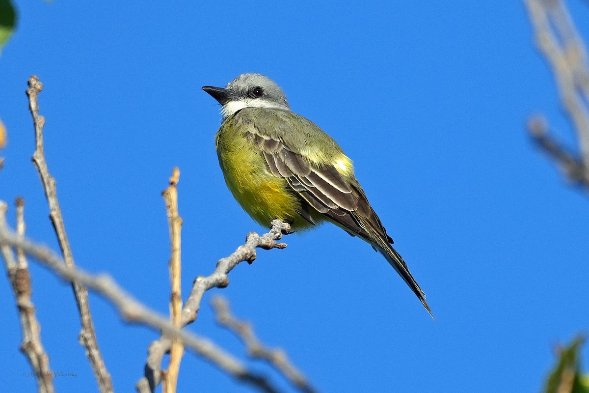 Tropical Kingbird - ML610232040