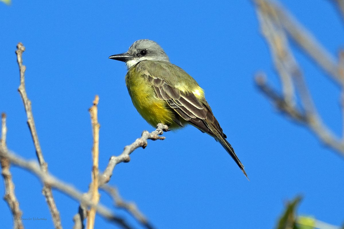 Tropical Kingbird - ML610232041