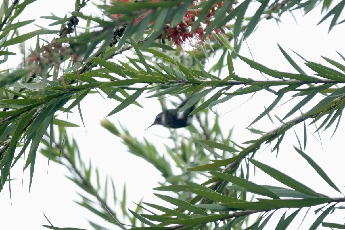 Sparkling-tailed Hummingbird - Bob Greenleaf