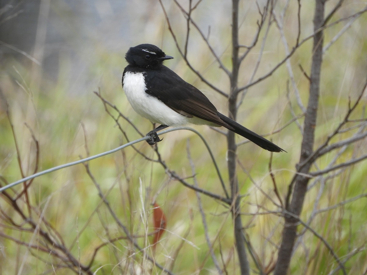 Willie-wagtail - ML610232145