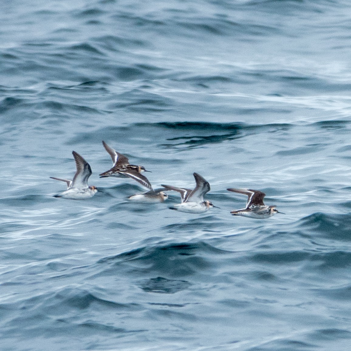 Phalarope à bec étroit - ML610232191