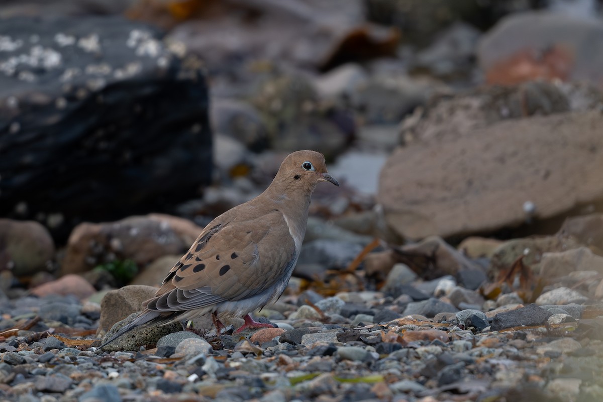 Mourning Dove - ML610232250