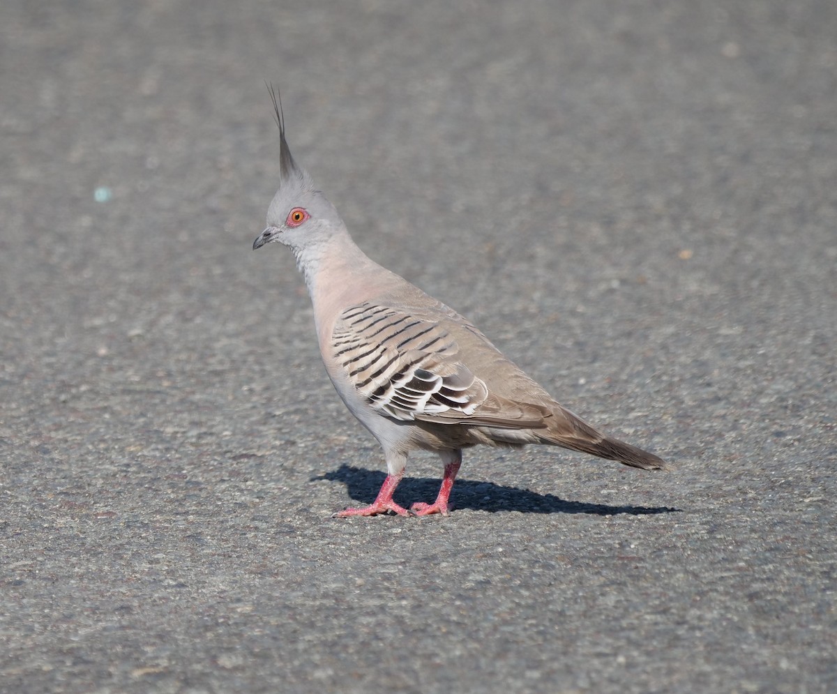 Crested Pigeon - ML610232302