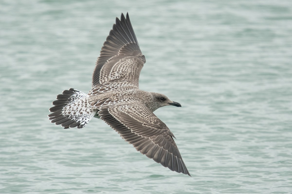 Lesser Black-backed Gull - Ryan Griffiths