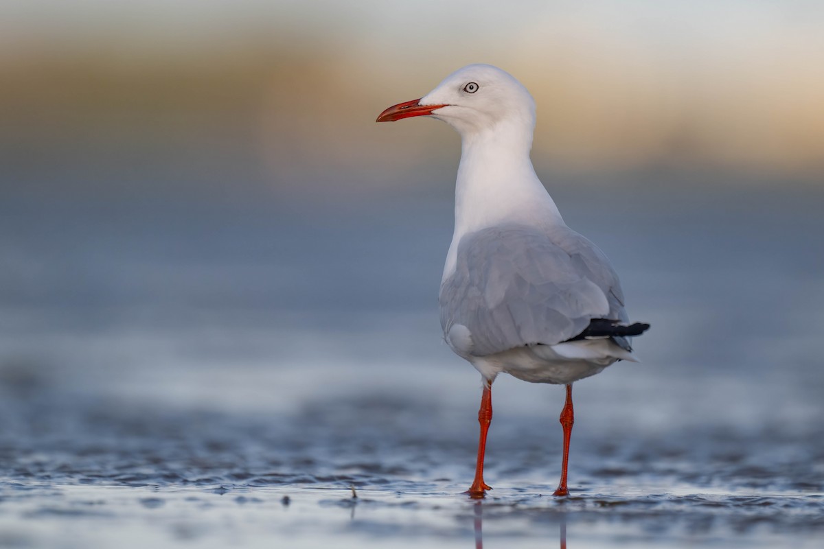 Silver Gull - Terence Alexander