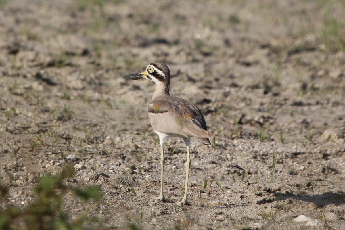 Great Thick-knee - Anand Chaudhary