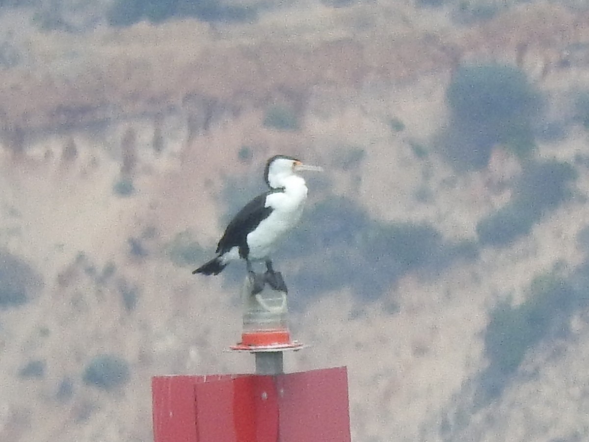 Pied Cormorant - ML610232909