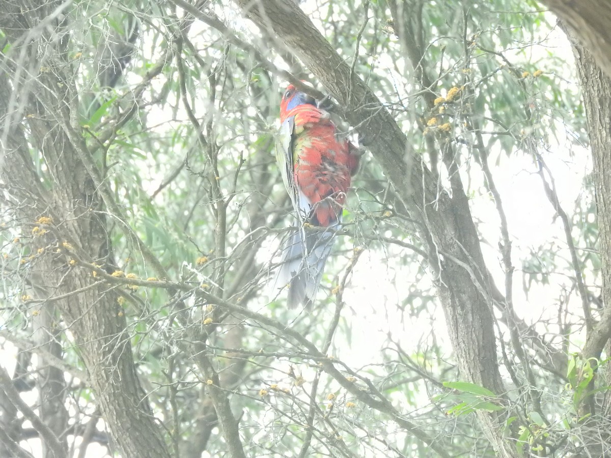 Crimson Rosella (Crimson) - ML610232912