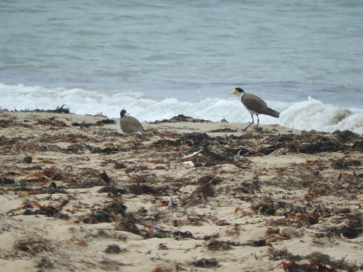 Masked Lapwing (Black-shouldered) - ML610232919