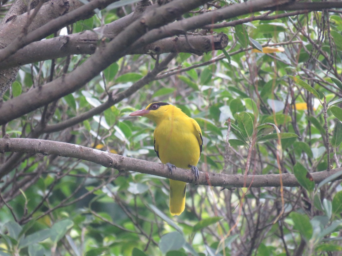 Black-naped Oriole - ML610233061