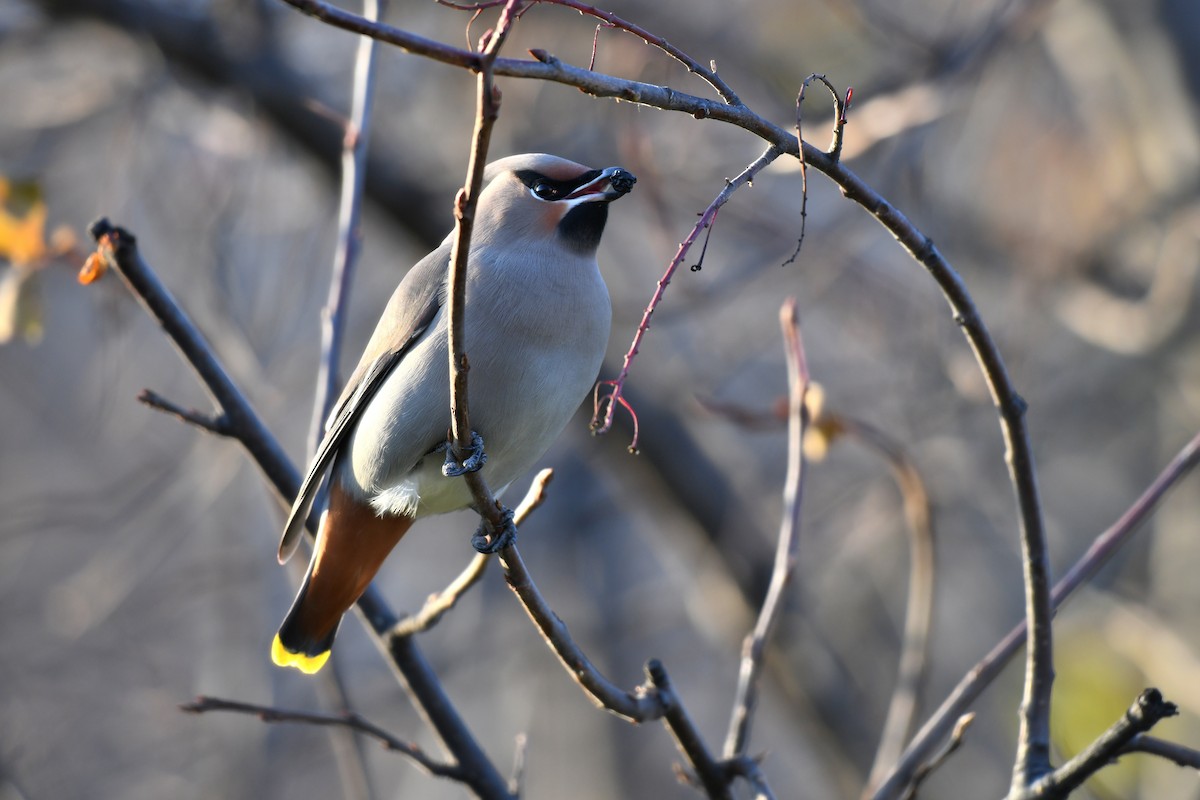 Bohemian Waxwing - ML610233102