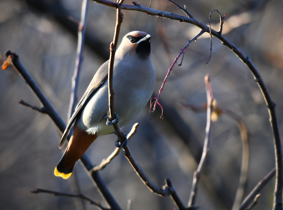 Bohemian Waxwing - ML610233104