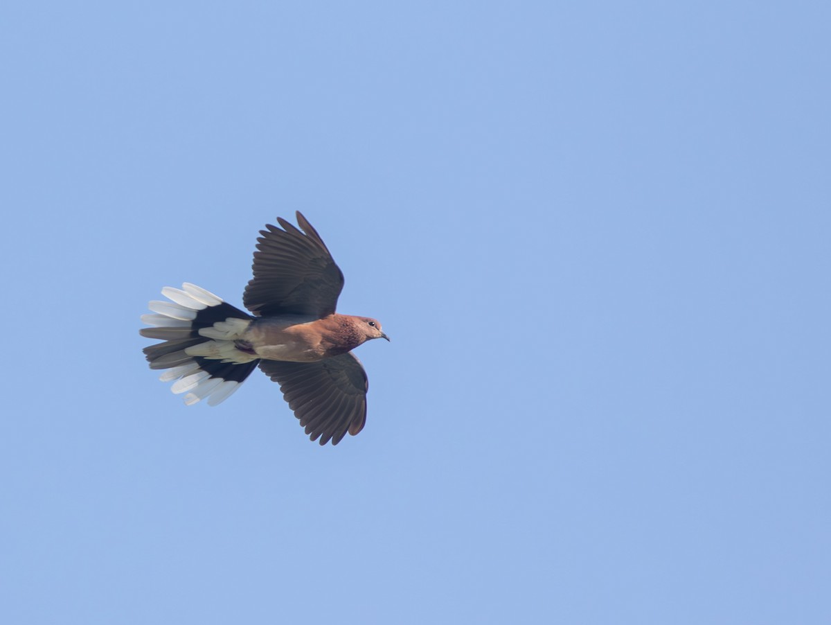 Laughing Dove - Veikko Salo