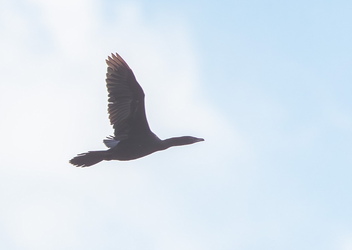 Pygmy Cormorant - Veikko Salo