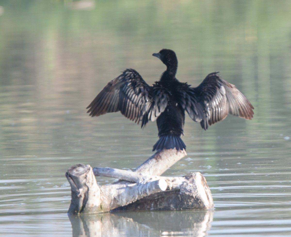 Pygmy Cormorant - Veikko Salo