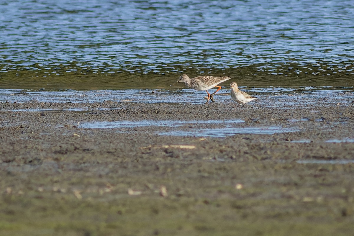 rødstilk - ML610233128