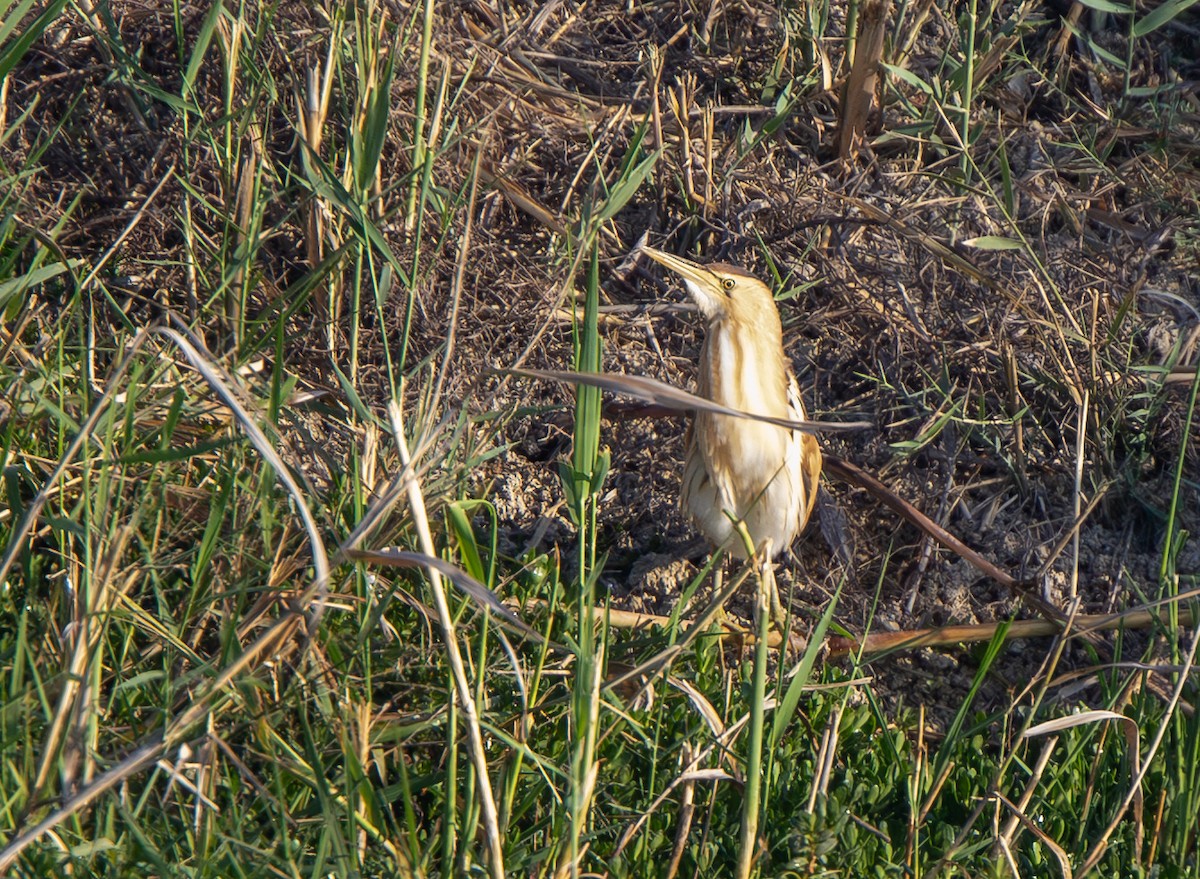 Little Bittern - Veikko Salo