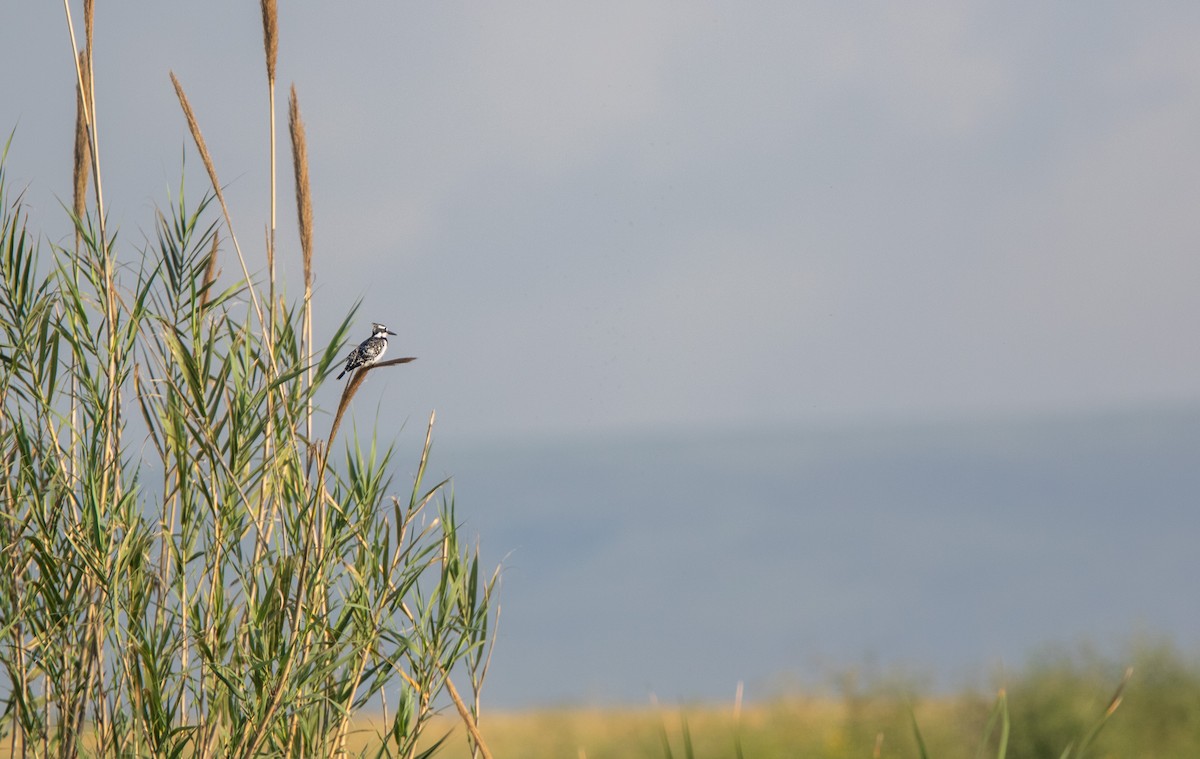 Pied Kingfisher - Veikko Salo