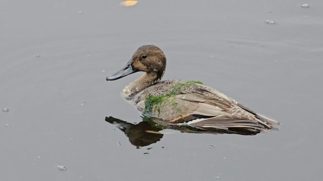 Northern Pintail - ML610233257