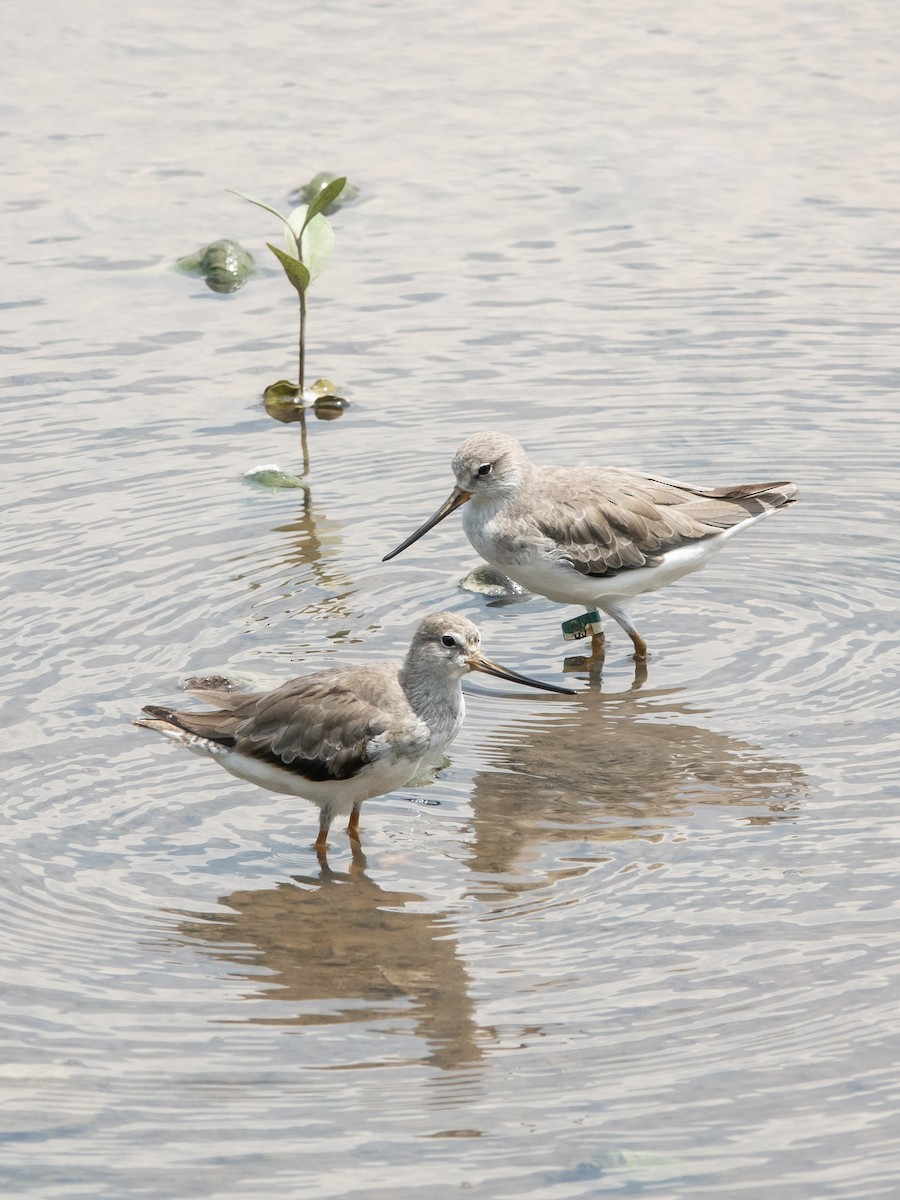 Terek Sandpiper - ML610233332