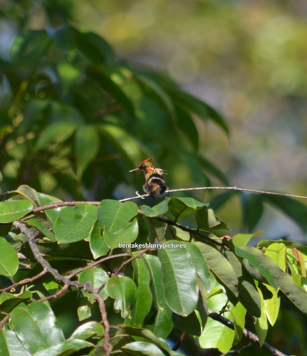 Tufted Coquette - ML610233349