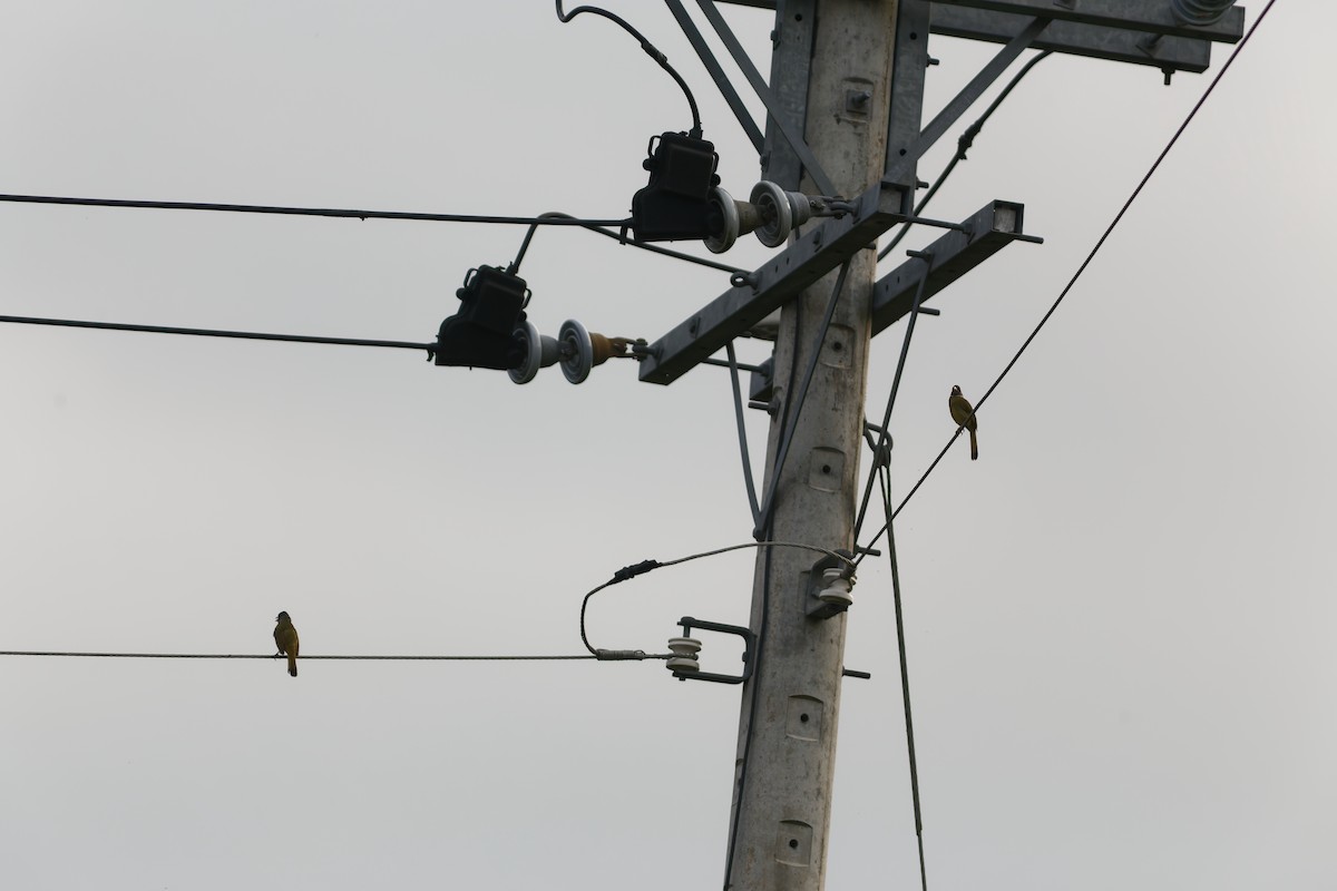 Collared Finchbill - ML610233532