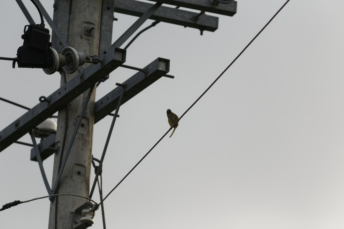 Bulbul à semi-collier - ML610233537