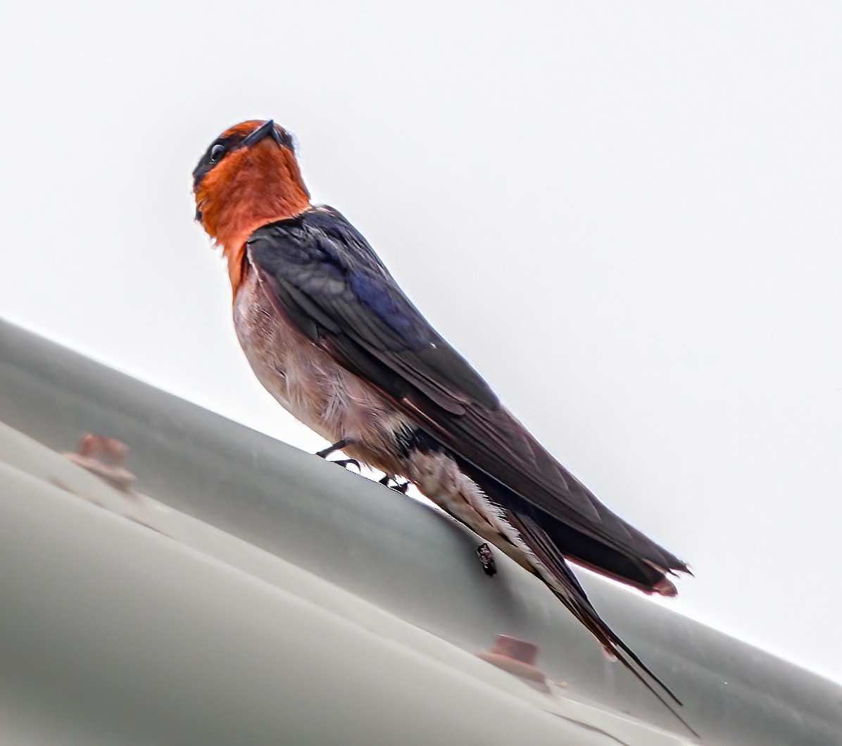 Welcome Swallow - ML610233653