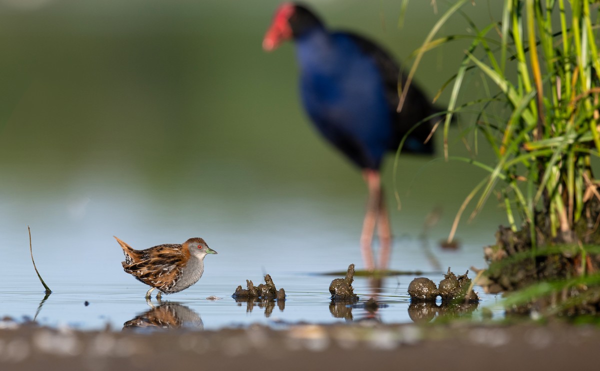 Baillon's Crake - Martin Anderson