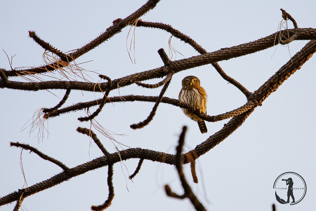 Northern Pygmy-Owl - Tyson Kahler