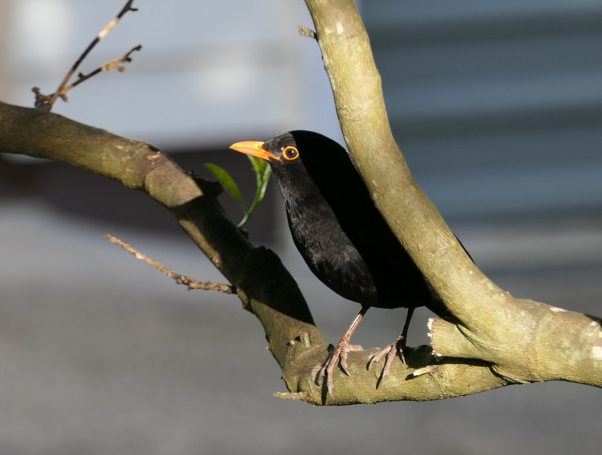 Eurasian Blackbird - ML610233725