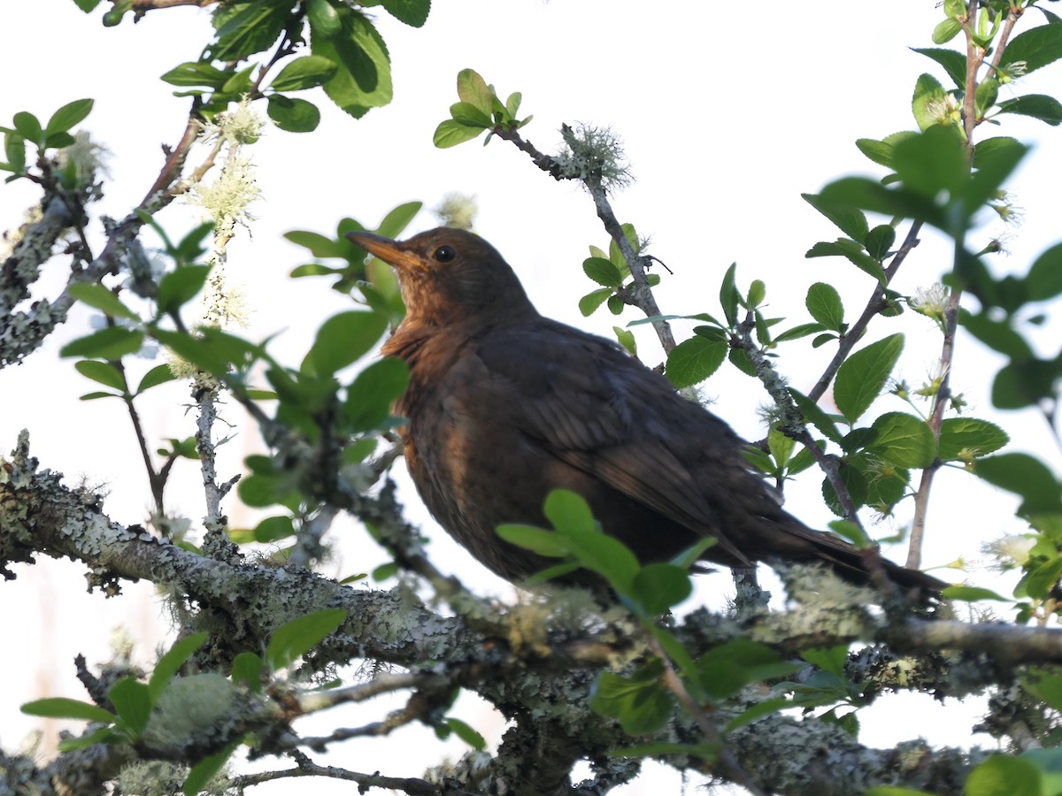 Eurasian Blackbird - ML610233759