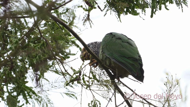 バラガシラインコ - ML610233795