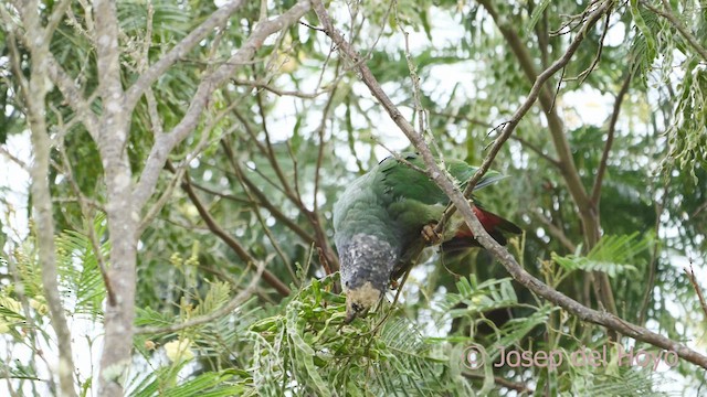 バラガシラインコ - ML610233803