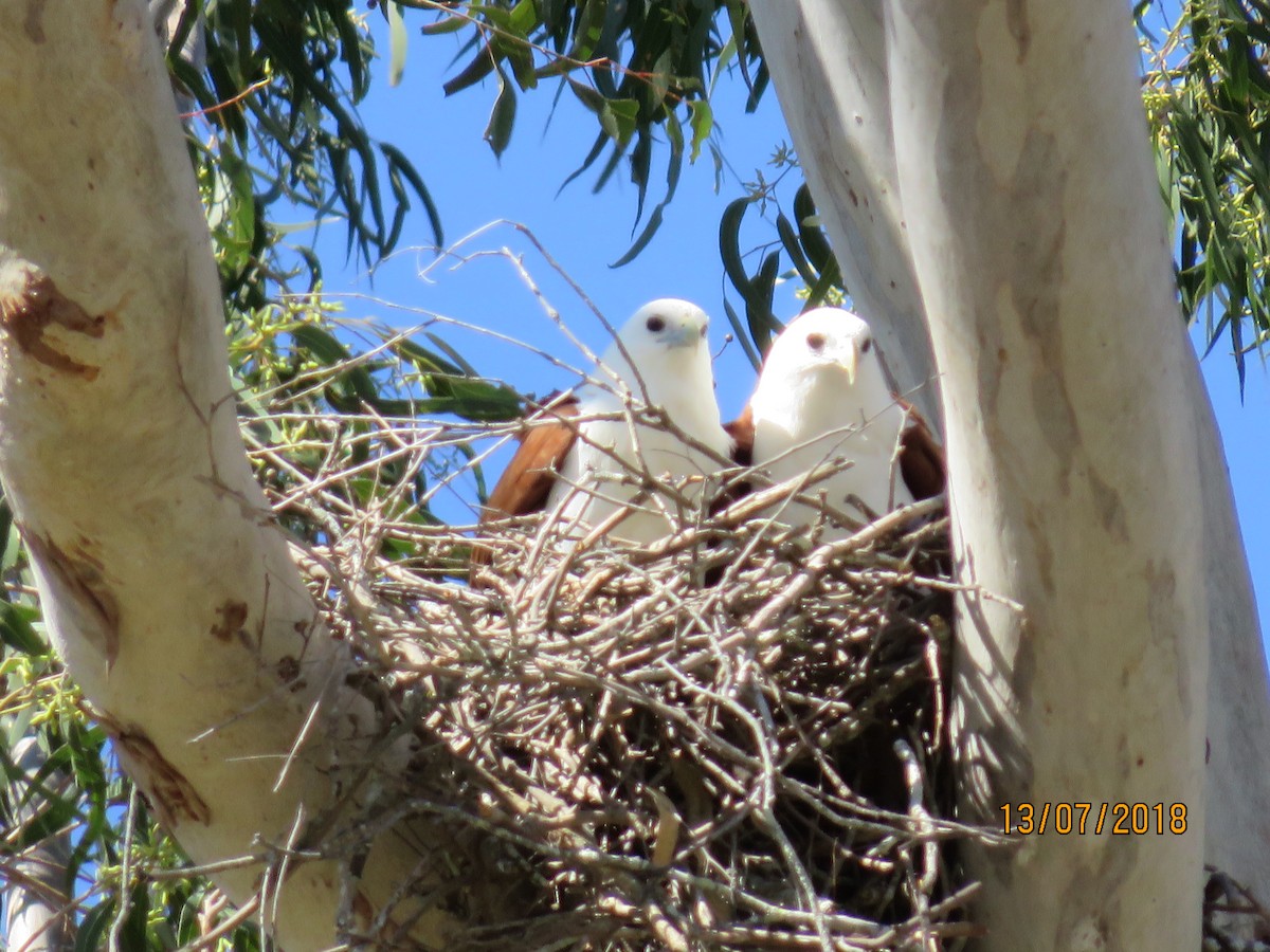 Brahminy Kite - ML610233845