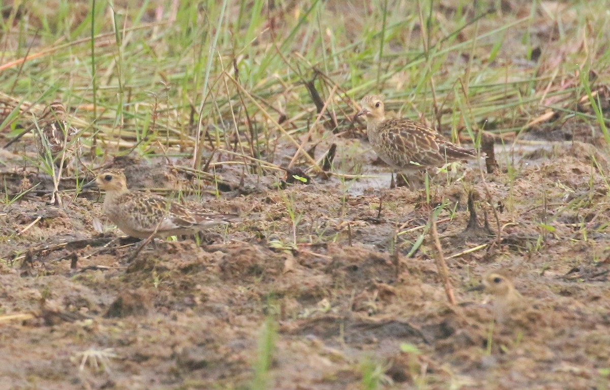 Pacific Golden-Plover - ML610233869