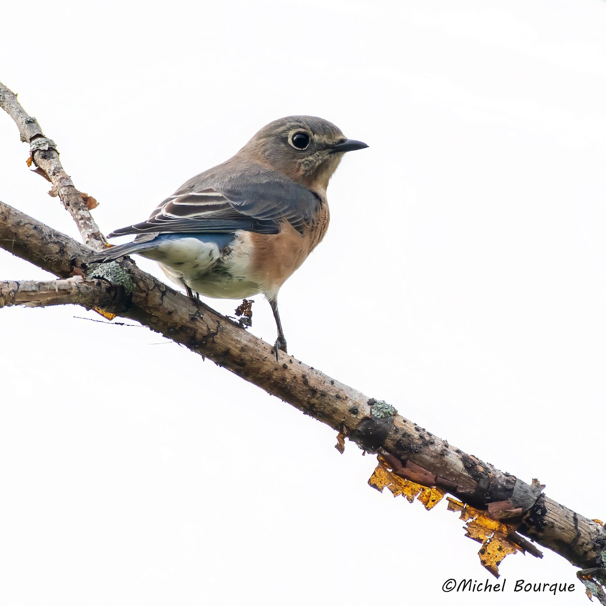 Eastern Bluebird - Michel Bourque