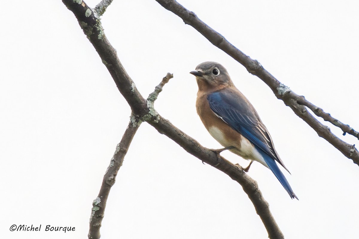 Eastern Bluebird - Michel Bourque