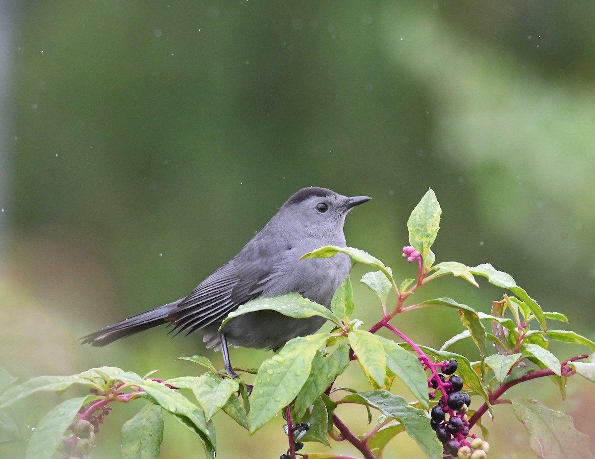 kattespottefugl - ML610233876