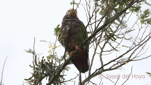 Speckle-faced Parrot - ML610233908