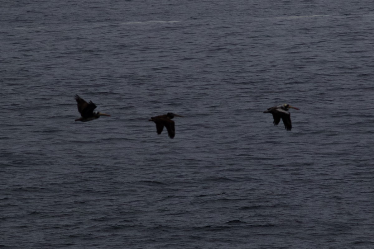 Peruvian Pelican - Erik Groth-Andersen