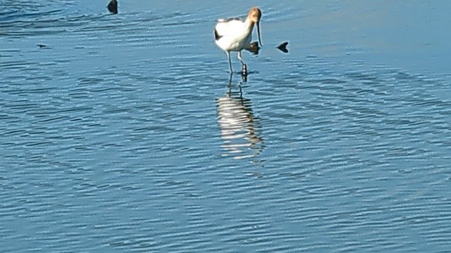 Avocette d'Australie - ML610233956