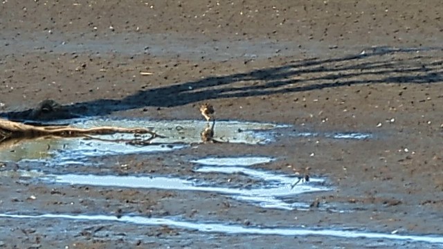 Latham's Snipe - ML610233964