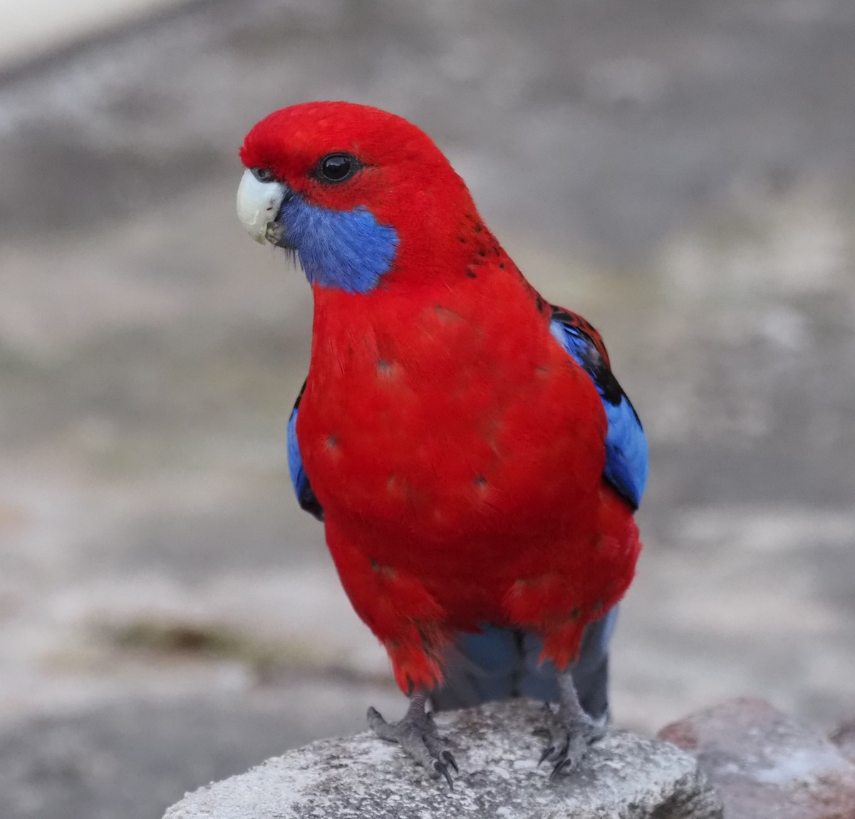 Crimson Rosella - ML610233965