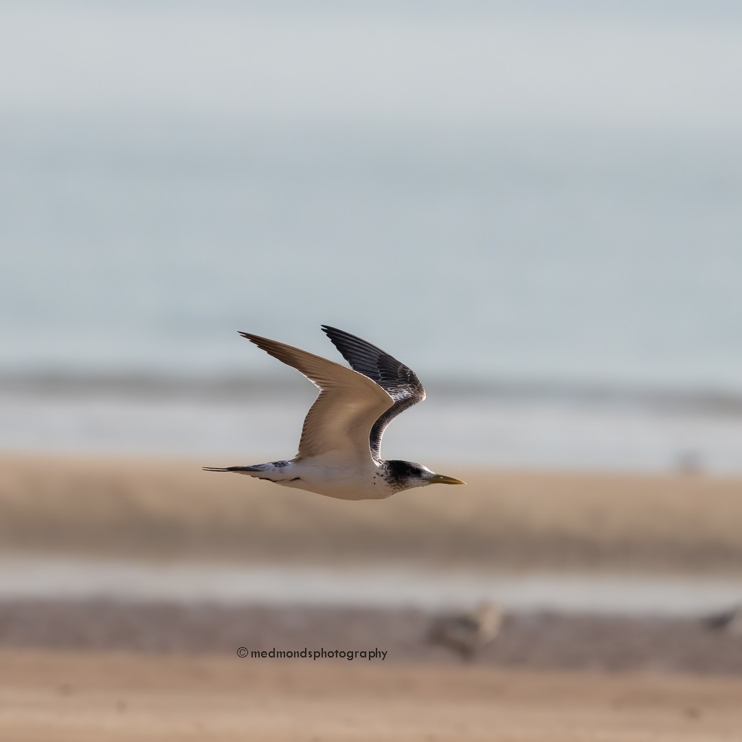 Great Crested Tern - ML610233985