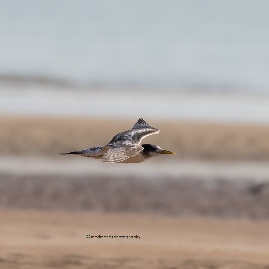 Great Crested Tern - ML610233986