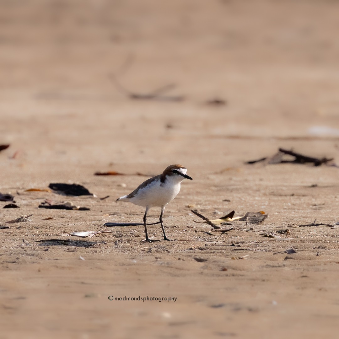Red-capped Plover - ML610233990