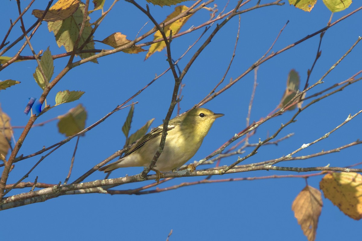 Blackpoll Warbler - ML610234020