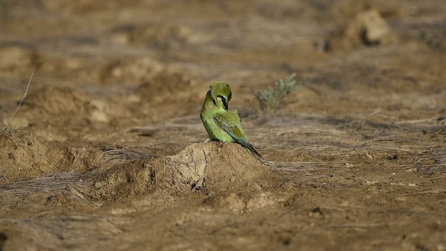 Blue-cheeked Bee-eater - ML610234036