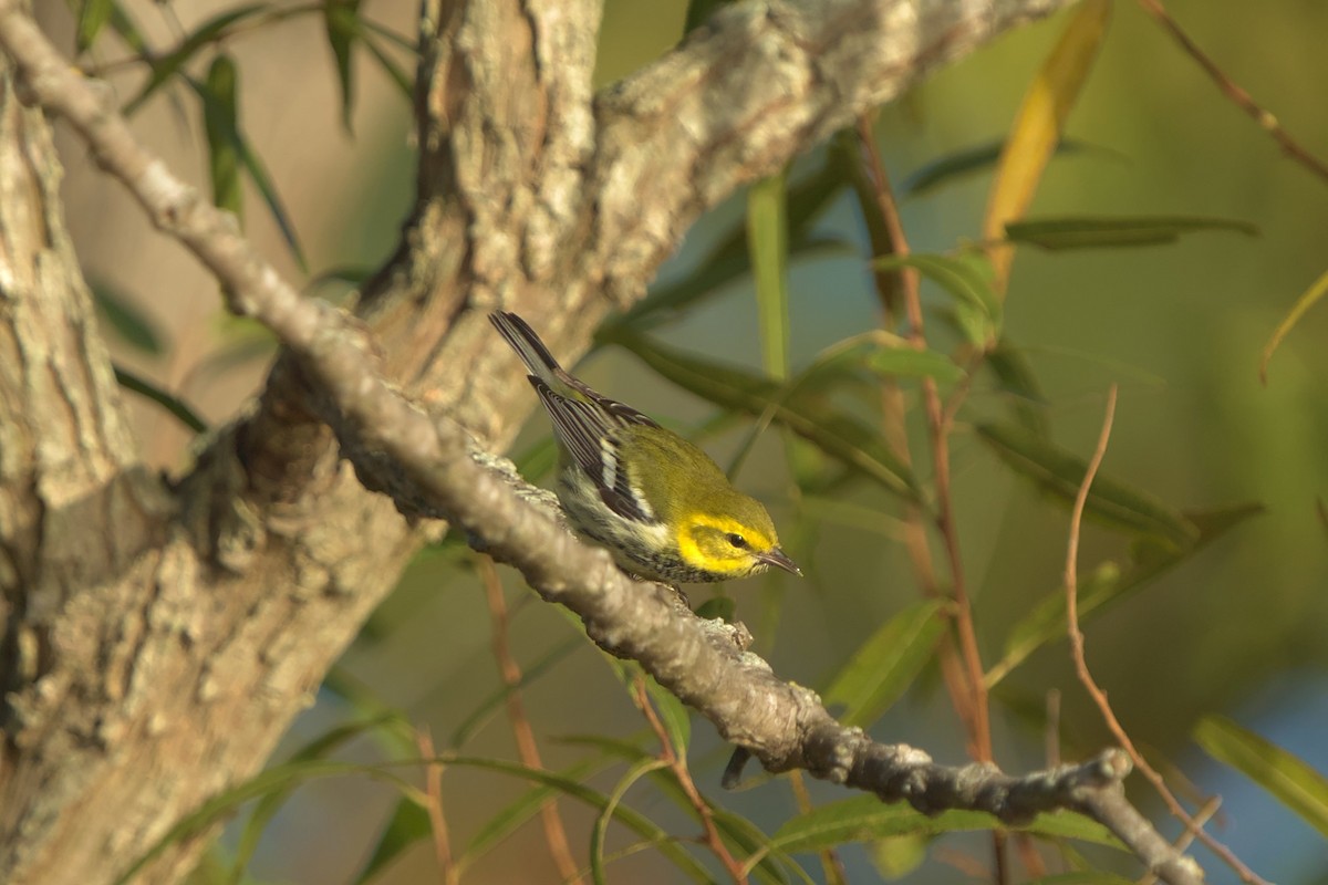 Black-throated Green Warbler - Mark Montazer